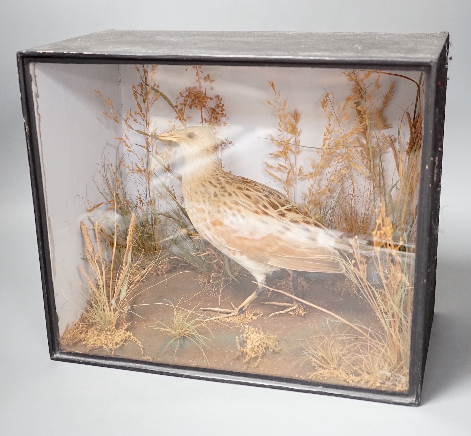 A taxidermy standing Corncrake in glazed wooden case by Roberts & son of Norwich - 27 x 32cm
